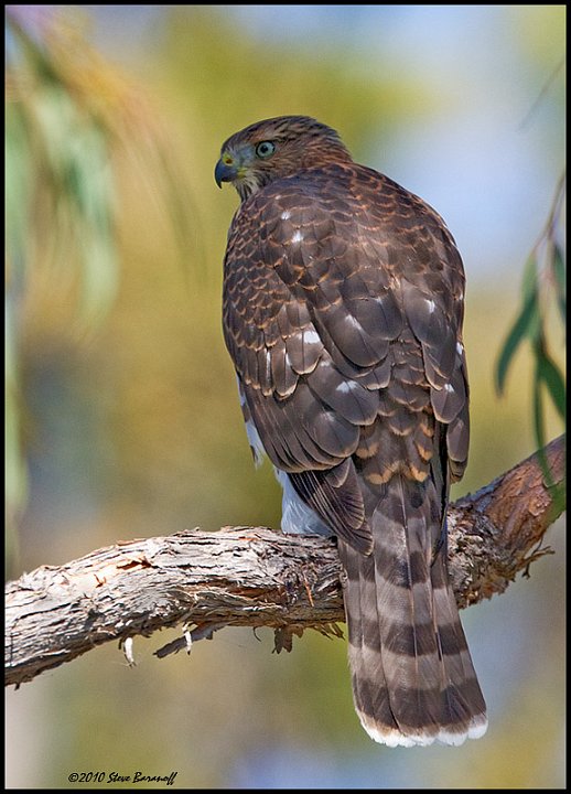 _0SB4472 coopers hawk.jpg